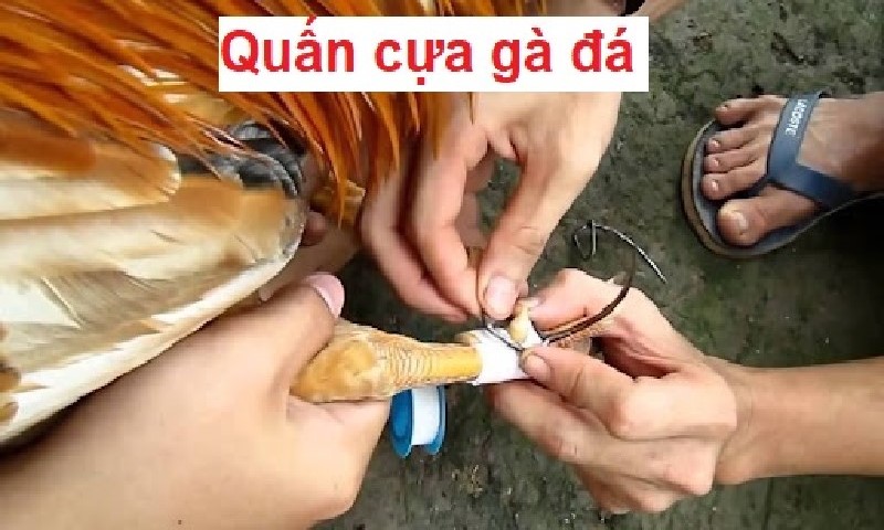 Gợi ý cách lên cựa gà hay vô cùng hiệu quả và chuẩn xác