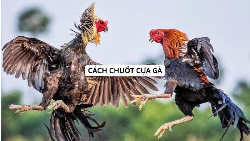 Phải làm sao khi cắt cựa gà bị chảy máu