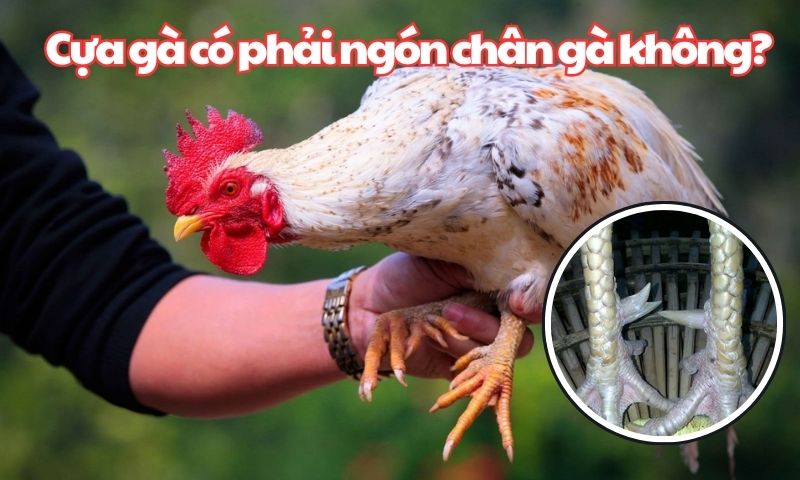 Cựa gà có phải ngón chân gà không