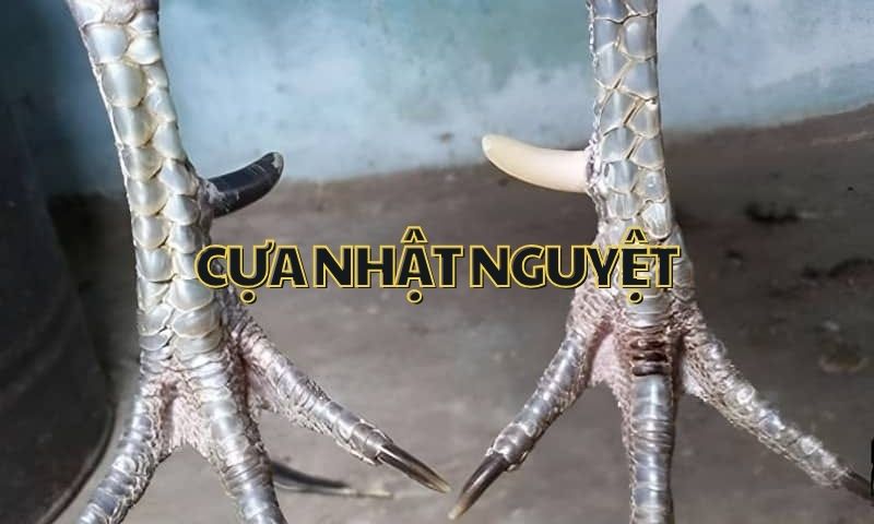 Cựa nhật nguyệt