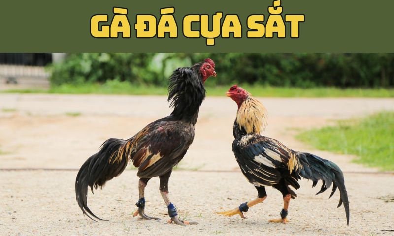 Giới thiệu đôi nét về gà đá cựa sắt